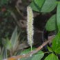 Acalypha Hispida Green Chenille Plants Bonsai Ornamental Flowers 100 PCS Seeds