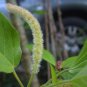 Acalypha Hispida Green Chenille Plants Bonsai Ornamental Flowers 100 PCS Seeds