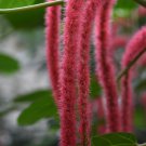 Acalypha Hispida Chenille Plant Red-Hot Cattail Beautiful 100 PCS Seeds