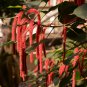Acalypha Hispida Chenille Plant Red-Hot Cattail Beautiful 100 PCS Seeds