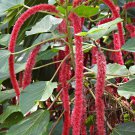 Acalypha Hispida Bonsai Chenille Plant Red-Hot Cattail Beautiful 100 PCS Seeds
