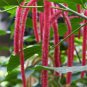 Acalypha Hispida Bonsai Chenille Plant Red-Hot Cattail Beautiful 100 PCS Seeds