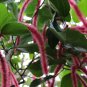 Acalypha Hispida Bonsai Chenille Plant Red-Hot Cattail Beautiful 100 PCS Seeds