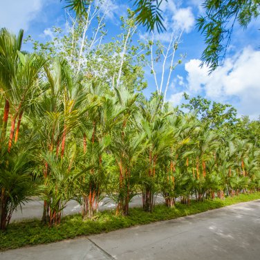 Lipstrick Palm Cyrtostachys 500 PCS Seeds