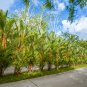 Lipstrick Palm Cyrtostachys 500 PCS Seeds