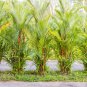 Lipstrick Palm Cyrtostachys 500 PCS Seeds