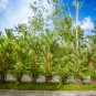 Lipstrick Palm Cyrtostachys 500 PCS Seeds
