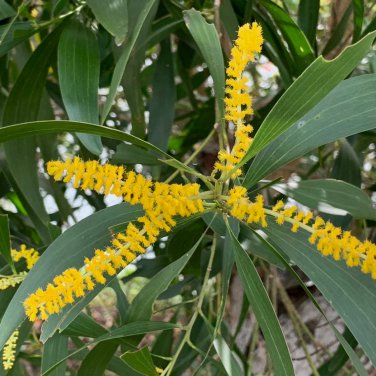 Acacia Inaequilatera Camel Bush Ornamental Plants 2 PCS Seeds