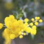 Acacia Inaequilatera Camel Bush Ornamental Plants 2 PCS Seeds