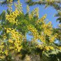Acacia Inaequilatera Camel Bush Ornamental Plants 2 PCS Seeds