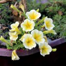 Sunrise Cascading Trails' Yellow Petunia Hybrid 200 PCS Seeds