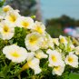 Sunrise Cascading Trails' Yellow Petunia Hybrid 200 PCS Seeds