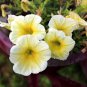 Sunrise Cascading Trails' Yellow Petunia Hybrid 200 PCS Seeds