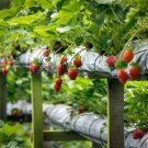 Imported Japanese Red Climbing Strawberry 200 PCS Seeds Imported Japanese Red Climbing Strawberry 200 PCS Seeds