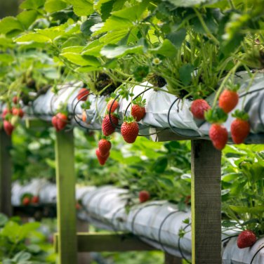 Imported Japanese Red Climbing Strawberry 200 PCS Seeds
