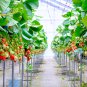 Imported Japanese Red Climbing Strawberry 200 PCS Seeds