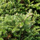 Abies Procera Silver Fir Pine Tree Garden Plants 5 PCS Seeds Abies Procera Silver Fir Pine Tree Garden Plants 5 PCS Seeds