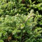Abies Procera Silver Fir Pine Tree Garden Plants 5 PCS Seeds