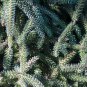 Abies Procera Silver Fir Pine Tree Garden Plants 5 PCS Seeds