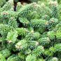 Abies Procera Silver Fir Pine Tree Garden Plants 5 PCS Seeds