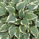 Hosta Flower Perennials white 100 PCS Seeds