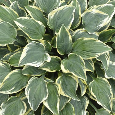 Hosta Flower Perennials white 100 PCS Seeds