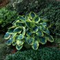 Hosta Flower Perennials white 100 PCS Seeds