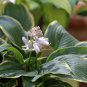 Hosta Flower Perennials white 100 PCS Seeds
