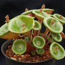 Fresh Real Crassula Umbella Semillas Bonsai Succulents Plant 100 PCS Seeds Fresh Real Crassula Umbella Semillas Bonsai Succulents Plant 100 PCS Seeds