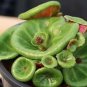 Fresh Real Crassula Umbella Semillas Bonsai Succulents Plant 100 PCS Seeds