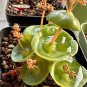 Fresh Real Crassula Umbella Semillas Bonsai Succulents Plant 100 PCS Seeds