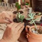 Aagave horrida v horrida Succulent Garden Plants 10 PCS Seeds
