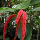 A Set Acalypha Hispida  8000 PCS Seeds
