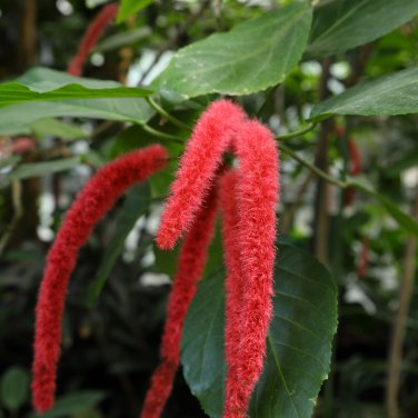A Set Acalypha Hispida  8000 PCS Seeds