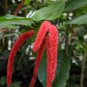 A Set Acalypha Hispida  8000 PCS Seeds