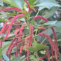 A Set Acalypha Hispida  8000 PCS Seeds