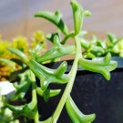 Dolphin Succulent 1000 PCS Seeds
