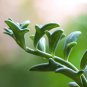 Dolphin Succulent 1000 PCS Seeds