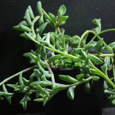 Dolphin Succulent 100 PCS Seeds