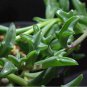 Dolphin Succulent 100 PCS Seeds