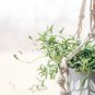 Dolphin Succulent 100 PCS Seeds