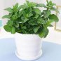 24 Kinds Different Flower Plant Bonsai 100 PCS Seeds