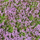 Creeping Thyme Seeds or Blue ROCK CRESS 100 PCS Seeds Creeping Thyme Seeds or Blue ROCK CRESS 100 PCS Seeds