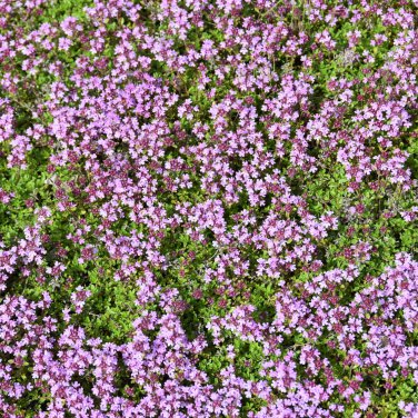 Creeping Thyme Seeds or Blue ROCK CRESS 100 PCS Seeds