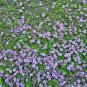 Creeping Thyme Seeds or Blue ROCK CRESS 100 PCS Seeds