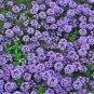 Creeping Thyme Seeds or Blue ROCK CRESS 100 PCS Seeds