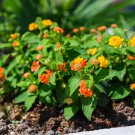 24 Color Lantana Camara Perennial Big Wild Sage Garden Flower 20 PCS Seeds