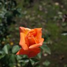 'Huo Yan' Orange Golden Double Rose Tree 50 PCS Seeds