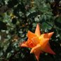 'Huo Yan' Orange Golden Double Rose Tree 50 PCS Seeds