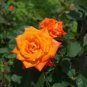 'Huo Yan' Orange Golden Double Rose Tree 50 PCS Seeds